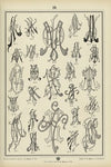 Monogrammy Pl.19