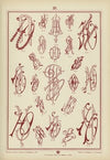 Monogrammy Pl.38