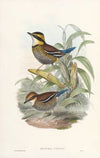 Monograph of the Pittidae Pl.02
