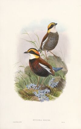 Monograph of the Pittidae Pl.03