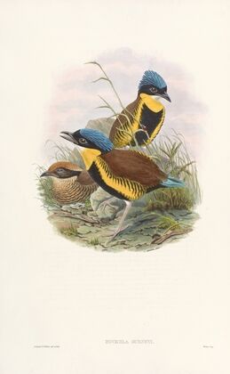 Monograph of the Pittidae Pl.05