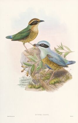 Monograph of the Pittidae Pl.06