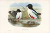 Monograph of the Pittidae Pl.07