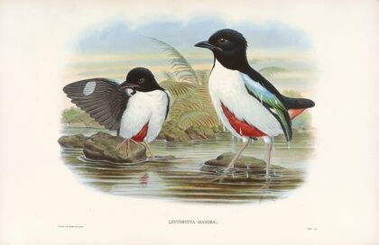 Monograph of the Pittidae Pl.07