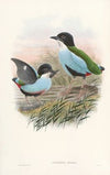 Monograph of the Pittidae Pl.08