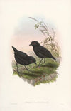 Monograph of the Pittidae Pl.10