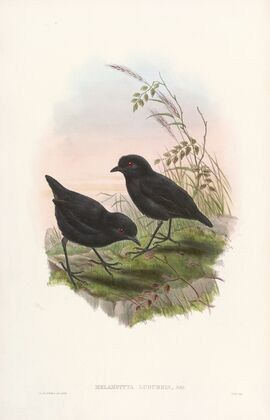 Monograph of the Pittidae Pl.10