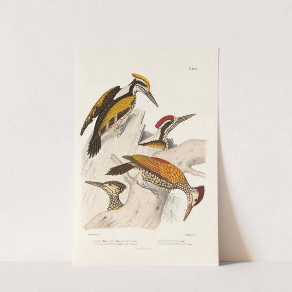 Monographie des picidées pl05 (1861-1862) by Alfred Malherbe
