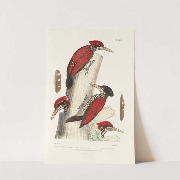 Monographie des picidées pl06 (1861-1862) by Alfred Malherbe