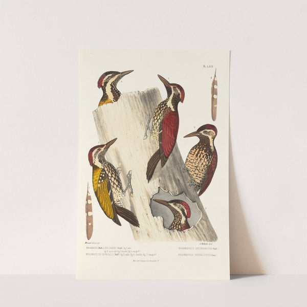 Monographie des picidées pl08 (1861-1862) by Alfred Malherbe