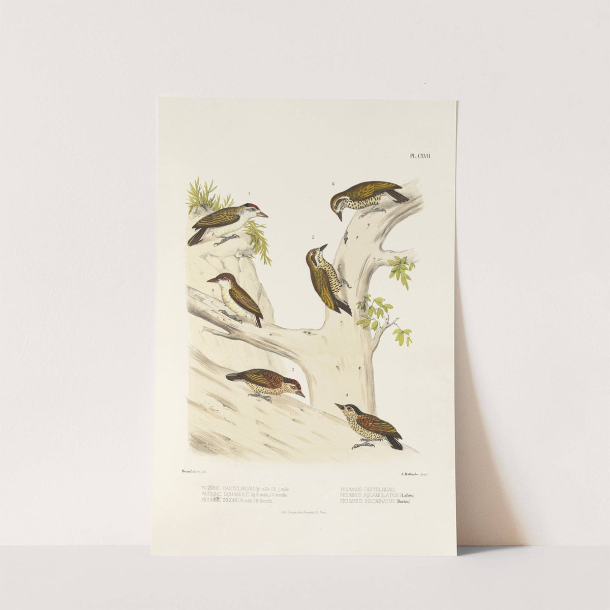 Monographie des picidées pl46 — size preview