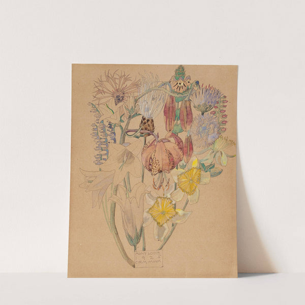 Mont Louis - Flower Study by Charles Rennie Mackintosh
