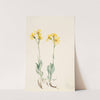 Montana Parnassia (Parnassia montanesis) (1920) by Mary Vaux Walcott