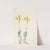 Montana Parnassia (Parnassia montanesis) (1920) by Mary Vaux Walcott
