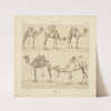 Montures et animaux de transport (1876-1888) by Auguste Racinet