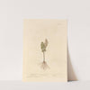 Moonwort by Elizabeth Blackwell