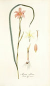 Moraea collina