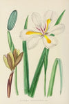 Moraea Iridioides