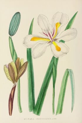 Moraea Iridioides