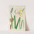 Moraea Iridioides by Illtyd Buller Pole-Evans