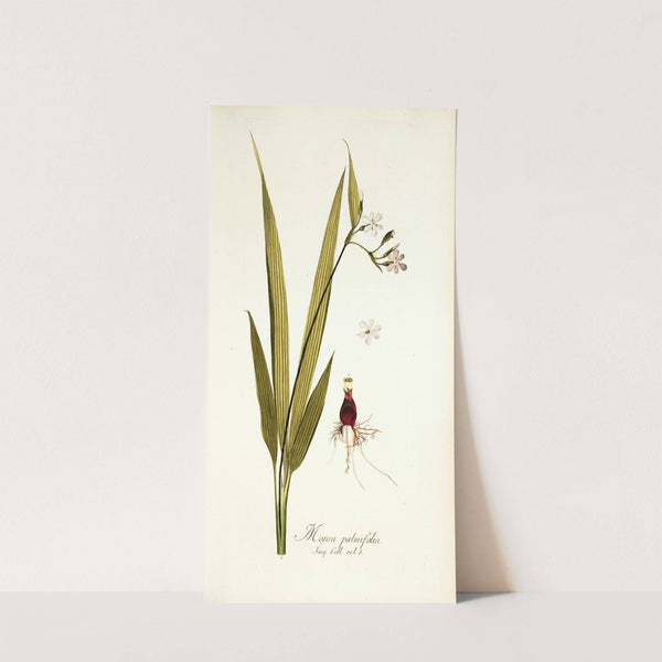 Moraea palmifolia by Nikolaus Joseph Freiherr von Jacquin