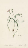 Moraea sordescens (1802-1816)