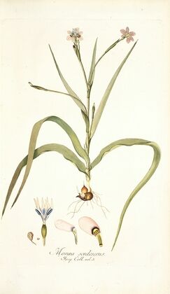 Moraea sordescens