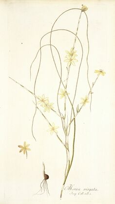 Moraea virgata