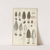 Morchella conica persoon (1915-1945) by Hans Walty