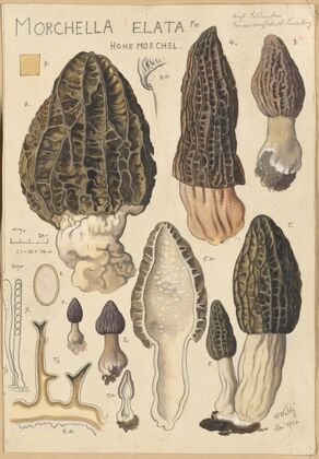 Morchella elata (1915-1945)