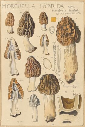 Morchella hybrida (1915-1945)