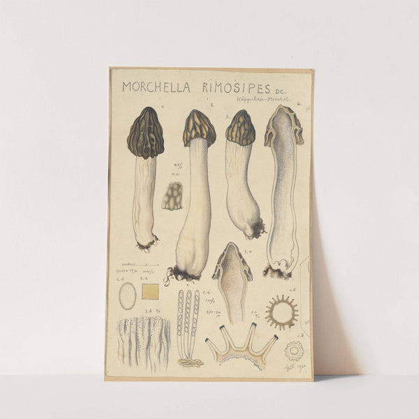 Morchella rimosipes (1915-1945) by Hans Walty