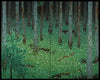 Mori (Forest)