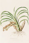 Mormodes Pardina