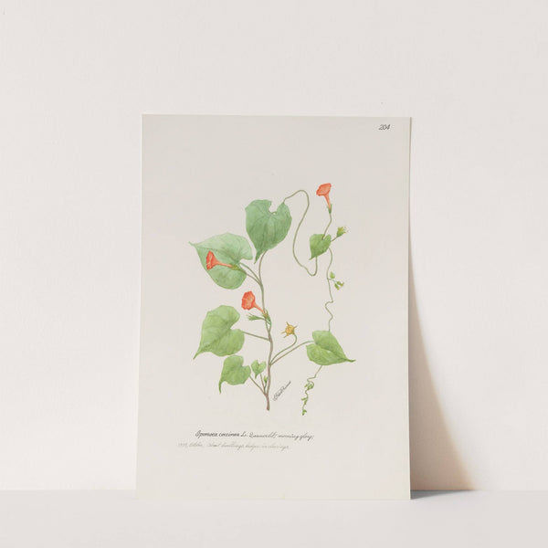 Morning glory by S. Fred Prince