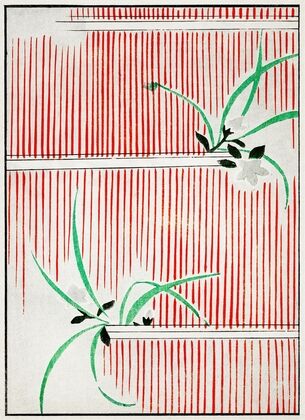Morning glory illustration