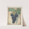 Morocco grape. (1812) by George Brookshaw