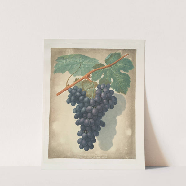 Morocco grape. (1812) by George Brookshaw