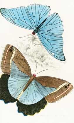 Morpho Adonis,Pavonia Teucer