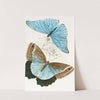Morpho Adonis,Pavonia Teucer by James Duncan