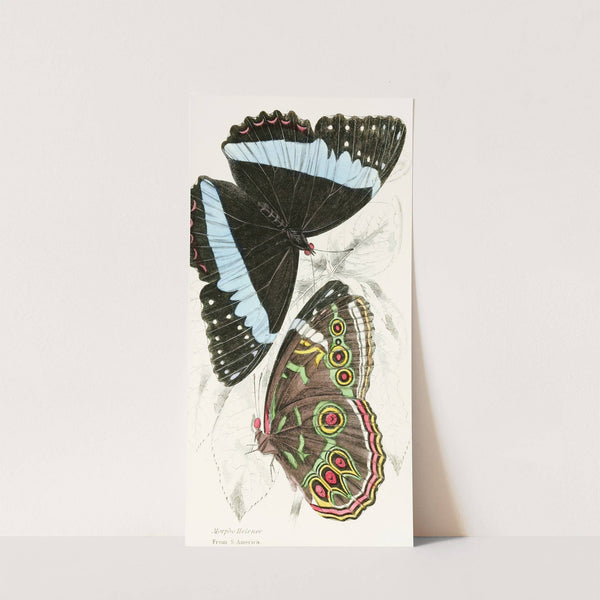 Morpho Helenor by James Duncan