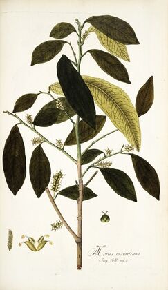 Morus mauritiana