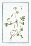 Moscattelina foliis fumariæ bulbosæ