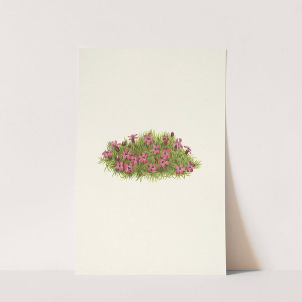 Moss Campion. Silene acaulis (1925) by Mary Vaux Walcott