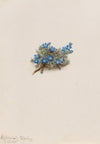Orchid (Epidendrum cochleatum) (1919)
