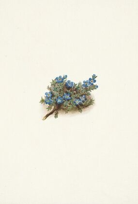 Moss Forget-me-not. Eritrichum elongatum (1925)