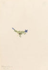 Moss Gentian (Gentiana prostrata) (1916)