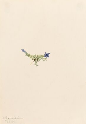 Moss Gentian (Gentiana prostrata) (1916)