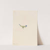 Moss Gentian (Gentiana prostrata) (1916) by Mary Vaux Walcott