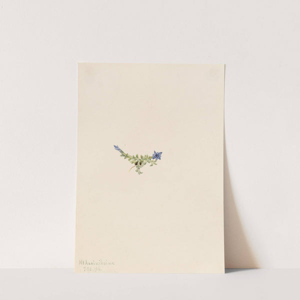 Moss Gentian (Gentiana prostrata) (1916) by Mary Vaux Walcott